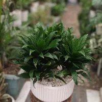 فروشگاه گل و گیاه ناز