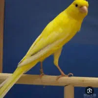 جوجه .قناری