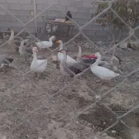4 جفت غوغاز 6 ماها سالم سروحال|حیوانات مزرعه|همدان, |دیوار