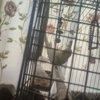 عروس هلندی ۱ساله