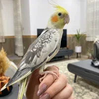 عروس هلندی نر دستی سخنگو