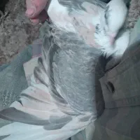 پشتی|پرنده|سبزوار, سجاد|دیوار