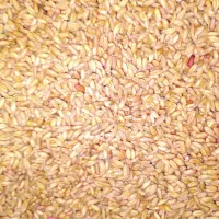 گندم بذری دیم رقم باران