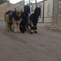 بره قوچ ترکی روزگاری نژاددار|حیوانات مزرعه|کوهرنگ, |دیوار