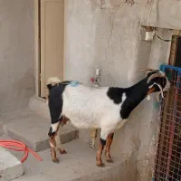 بز جوان