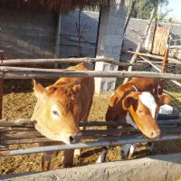 شیر تازه گاو