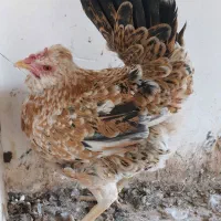 حراج خروس ودوتک نژاددارگلین|حیوانات مزرعه|اصفهان, خواجو|دیوار