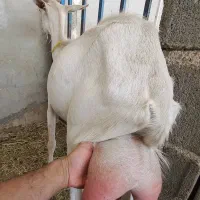 ۳ بز سانن