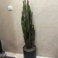 گل کاکتوس