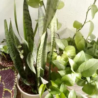 گل طبیعی|گل و گیاه طبیعی|خرم‌آباد, |دیوار