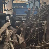 خریدار چوب|خدمات باغبانی و درختکاری|نظرآباد, شهرک سید جمال الدین|دیوار