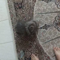 تندیس کله قوچ|کلکسیون اشیاء عتیقه|رباطکریم, الارد|دیوار