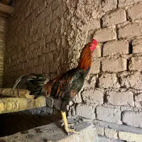 جوجه و خروس لاری