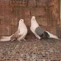 2جف دوکت کشیده ی جف قنار اردکان یزد