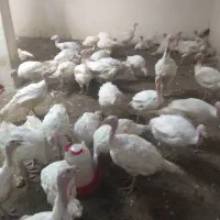 بوقلمون بیوتی وبرنز