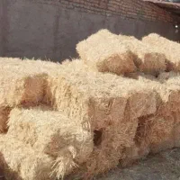 پخل گندم دست اول درجه یک