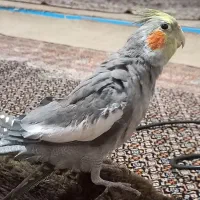 عروس هلندی نر