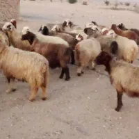 فروش 55راس میش ترکی بختیاری آبستن|حیوانات مزرعه|جره و بالاده, |دیوار