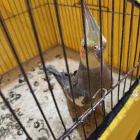 عروس هلندی|پرنده|اردبیل, |دیوار