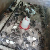 بلدرچین|پرنده|باوی, |دیوار