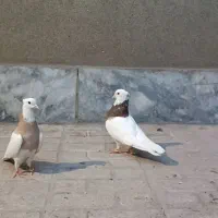 کبوتر طوقی ساده کلاغ|پرنده|مشهد, شهرک رازی (شهرک غرب)|دیوار
