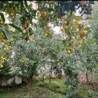 فروش-ویلا-باغ-هچیرود-هرطه-کلا