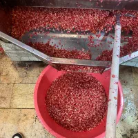 دانه کردن انار با دستگاه مدرن وبازدهی بالا|خوردنی و آشامیدنی|یزد, |دیوار