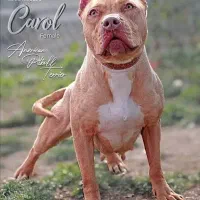 سگ پیتبول  یک نیم ساله