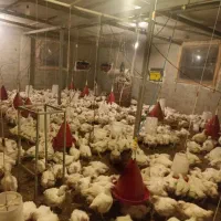 مرغ گوشتی ارگانیک