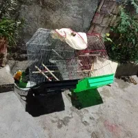 قفس کاسکو دارم تاقفس ریز باوسایل کامل معامله هم دا