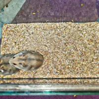 همستر مینیاتوری|موش و خرگوش|بافق, |دیوار