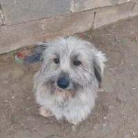 فروش سگ خانگی