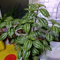 گل زیبا و طبیعی