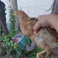 جوجه مرغ و خروس