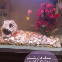 اکواریوم رومیزی