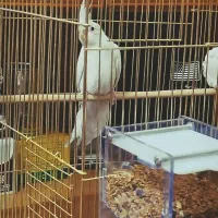 عروس هلندی آلوبینو|پرنده|اقبالیه, |دیوار