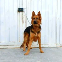 سگ ژرمن  باهوش و نگهبان