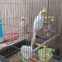 جفت عروس هلندی باقفس نوق هست