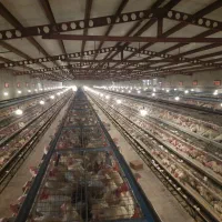 قفس مرغ تخمگذار تجهیزات مرغداری