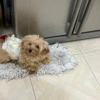 پودل های عروسکی قشنگ‌من|سگ|اسالم, |دیوار