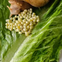 فروش حلزون|خزنده|اردبیل, |دیوار