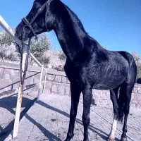 اسب|اسب و تجهیزات اسب‌سواری|دماوند, دماوند|دیوار