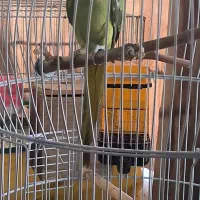 طوطی ملنگو ماده آماده (فروش و معاوضه)|پرنده|تهران, آرارات|دیوار