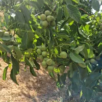 گردو|خوردنی و آشامیدنی|زنجان, |دیوار