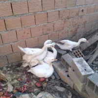 غوغاز دورگه|حیوانات مزرعه|نکا, |دیوار