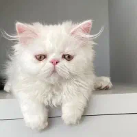 گربه پرشین پسر ۲/۵ ماه|گربه|تبریز, |دیوار