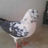 ۳تا کفتر غریبگیری