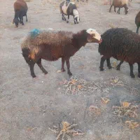 کاور|حیوانات مزرعه|تربتحیدریه, یحیی آباد|دیوار