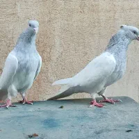 کبوتر کله کاکلی زیبا|پرنده|مشهد, هفده شهریور|دیوار