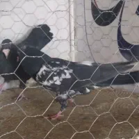 ۴عدد جوجه و نر سرسیا سینه سیا معاوضه با پلنگ|پرنده|زرند, |دیوار